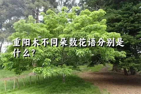 重阳木不同朵数花语分别是什么？