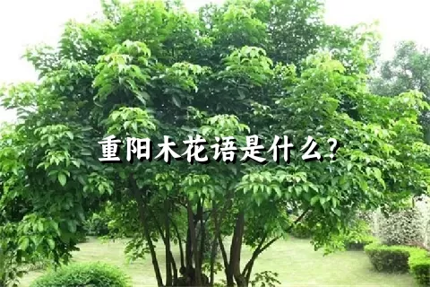 重阳木花语是什么？