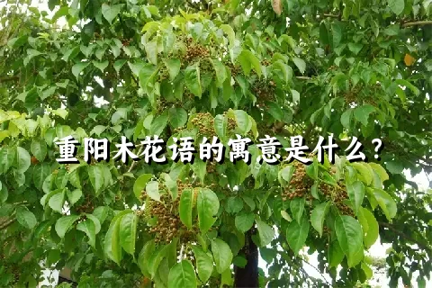 重阳木花语的寓意是什么？