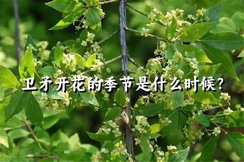 卫矛开花的季节是什么时候？