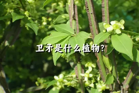 卫矛是什么植物？