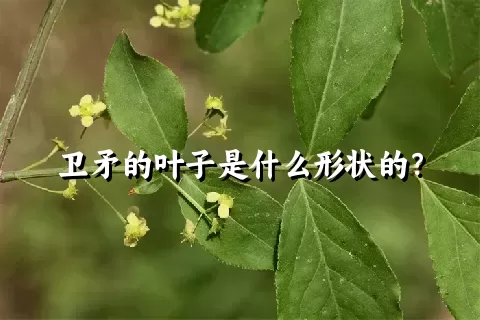 卫矛的叶子是什么形状的？