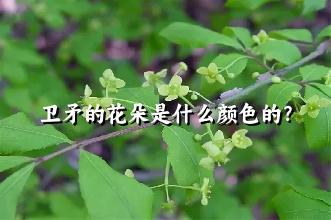 卫矛的花朵是什么颜色的？