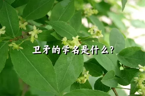 卫矛的学名是什么？