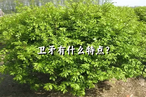 卫矛有什么特点？