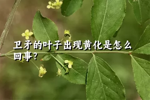 卫矛的叶子出现黄化是怎么回事？