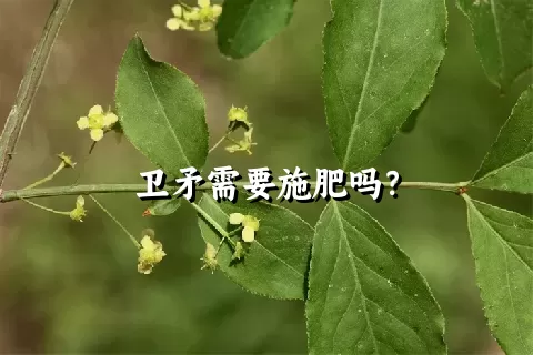 卫矛需要施肥吗？