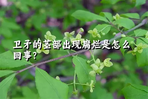 卫矛的茎部出现腐烂是怎么回事？