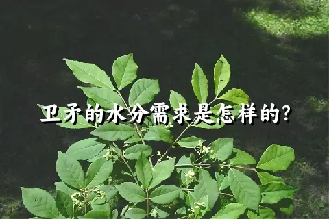 卫矛的水分需求是怎样的？