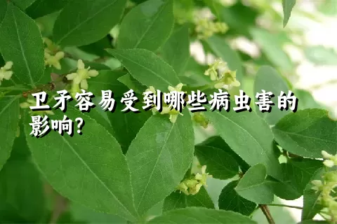 卫矛容易受到哪些病虫害的影响？