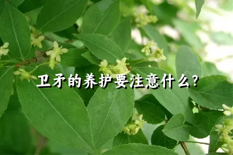 卫矛的养护要注意什么？