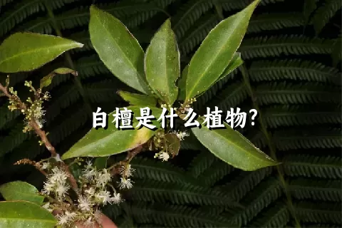 白檀是什么植物?