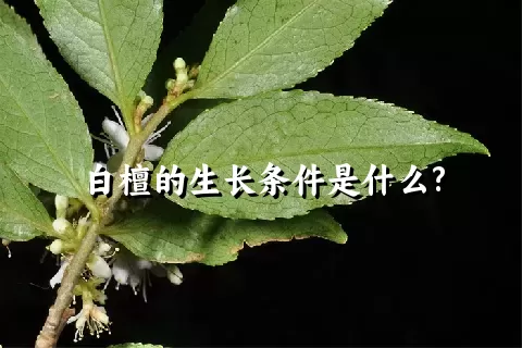 白檀的生长条件是什么?