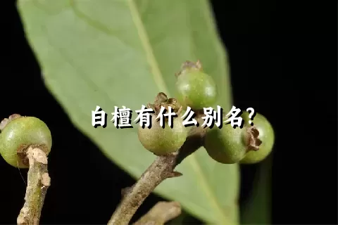 白檀有什么别名?