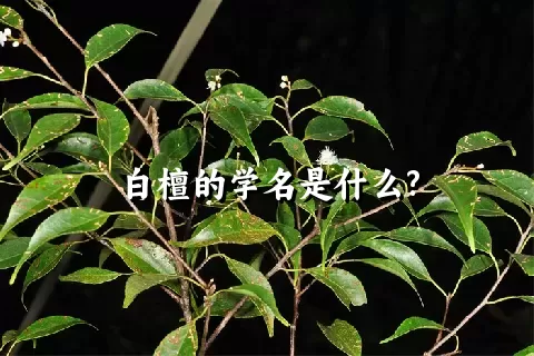 白檀的学名是什么?