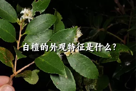 白檀的外观特征是什么?