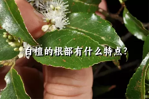 白檀的根部有什么特点?