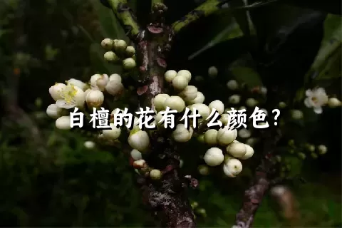 白檀的花有什么颜色?