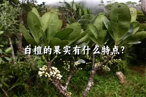 白檀的果实有什么特点?