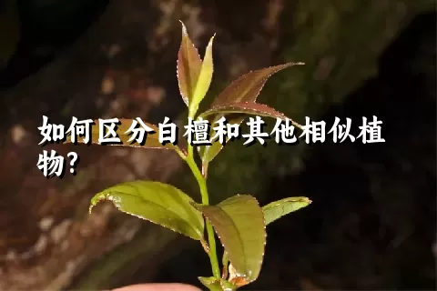 如何区分白檀和其他相似植物?