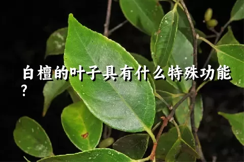 白檀的叶子具有什么特殊功能?