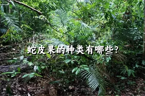 蛇皮果的种类有哪些？