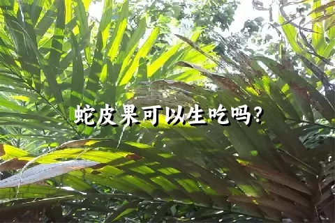 蛇皮果可以生吃吗？