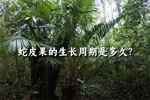 蛇皮果的生长周期是多久？