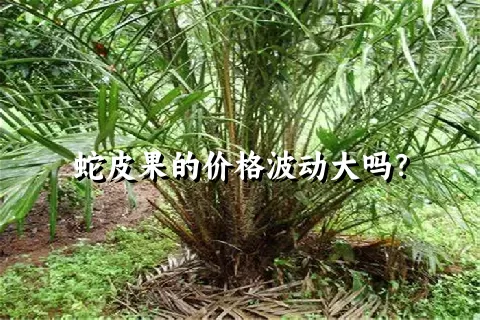 蛇皮果的价格波动大吗？