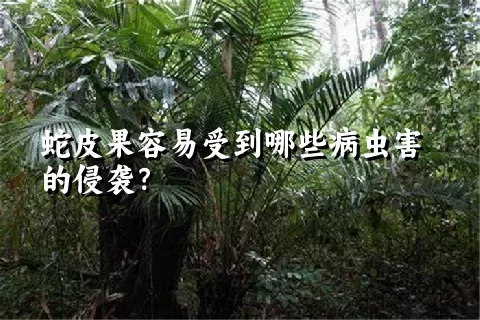 蛇皮果容易受到哪些病虫害的侵袭？