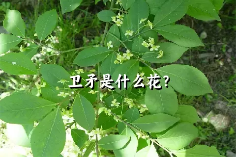 卫矛是什么花？