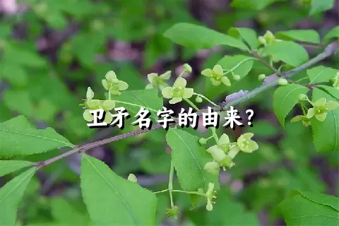 卫矛名字的由来？