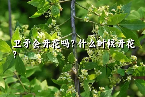 卫矛会开花吗？什么时候开花？