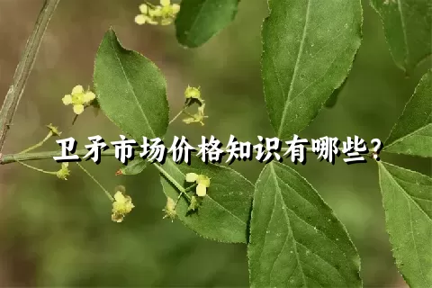 卫矛市场价格知识有哪些？