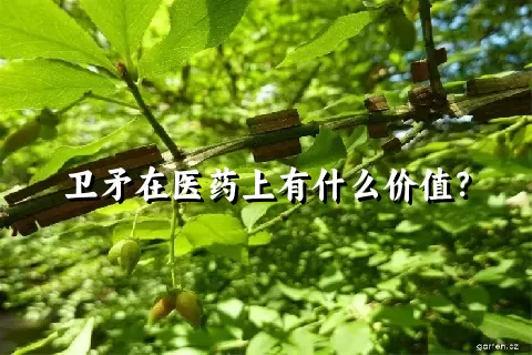 卫矛在医药上有什么价值？