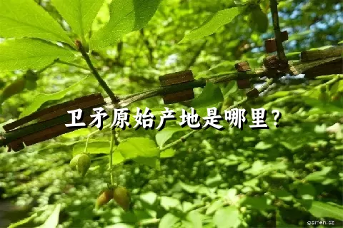 卫矛原始产地是哪里？