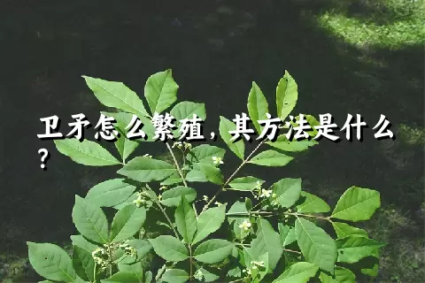 卫矛怎么繁殖，其方法是什么？