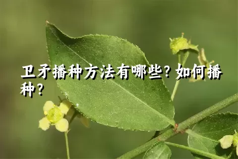 卫矛播种方法有哪些？如何播种？