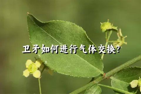 卫矛如何进行气体交换？