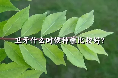 卫矛什么时候种植比较好？