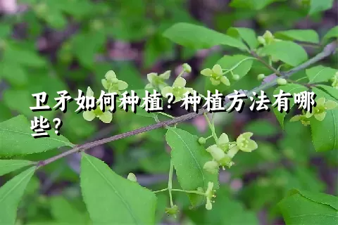 卫矛如何种植？种植方法有哪些？