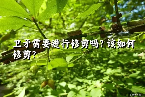 卫矛需要进行修剪吗？该如何修剪？