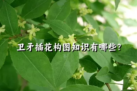 卫矛插花构图知识有哪些？