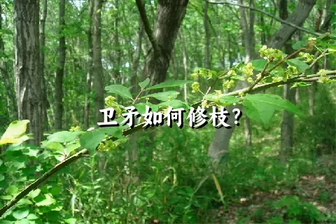 卫矛如何修枝？