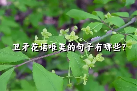 卫矛花语唯美的句子有哪些？