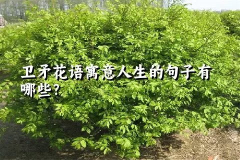 卫矛花语寓意人生的句子有哪些？