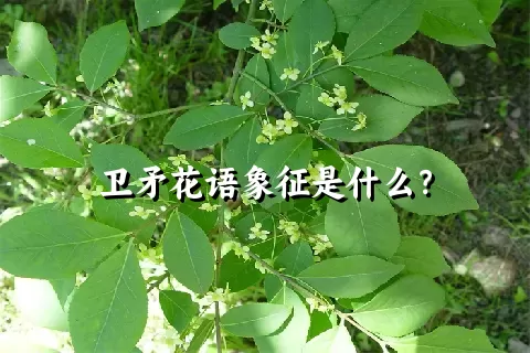 卫矛花语象征是什么？