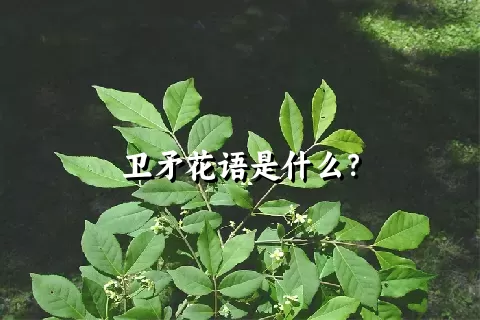 卫矛花语是什么？