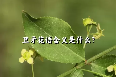 卫矛花语含义是什么？