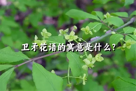 卫矛花语的寓意是什么？